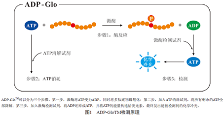 激酶抑制剂测试-激酶抑制剂检测方法详细介绍（二）
