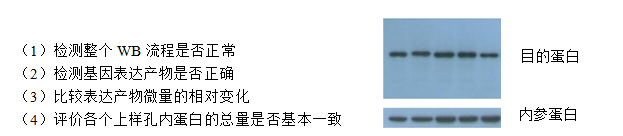 Western blot所必须的内参及标签抗体
