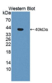 肾脏脑蛋白(KIBRA）多克隆抗体