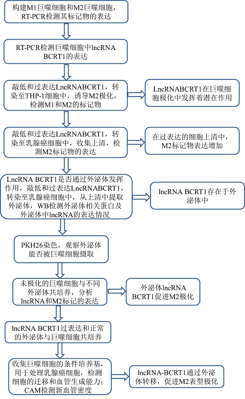 LncRNA BCRT1通过靶向miR-1303/PTBP3来促进乳腺癌的进展