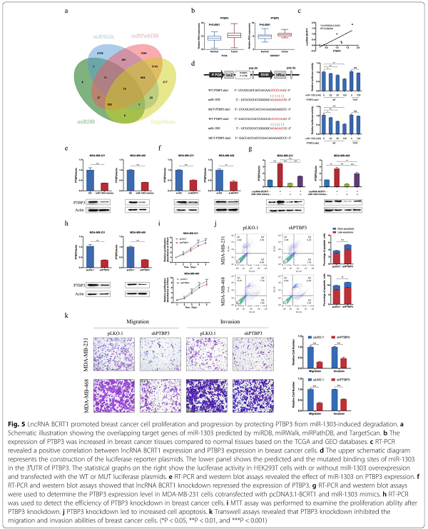 LncRNA BCRT1通过靶向miR-1303/PTBP3来促进乳腺癌的进展