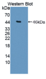 Dickkopf相关蛋白3(DKK3）多克隆抗体