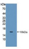 细胞色素P450家族成员11A1(CYP11A1）多克隆抗体
