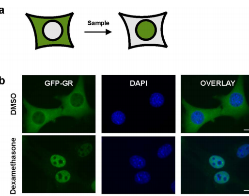 从分子检测到细胞成像，守护婴幼儿配方乳粉的安全