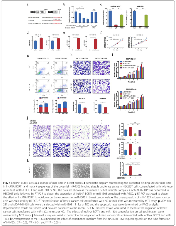 LncRNA BCRT1通过靶向miR-1303/PTBP3来促进乳腺癌的进展