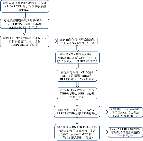 LncRNA BCRT1通过靶向miR-1303/PTBP3来促进乳腺癌的进展