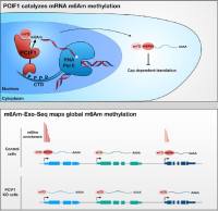m6Am-Exo-seq测序服务