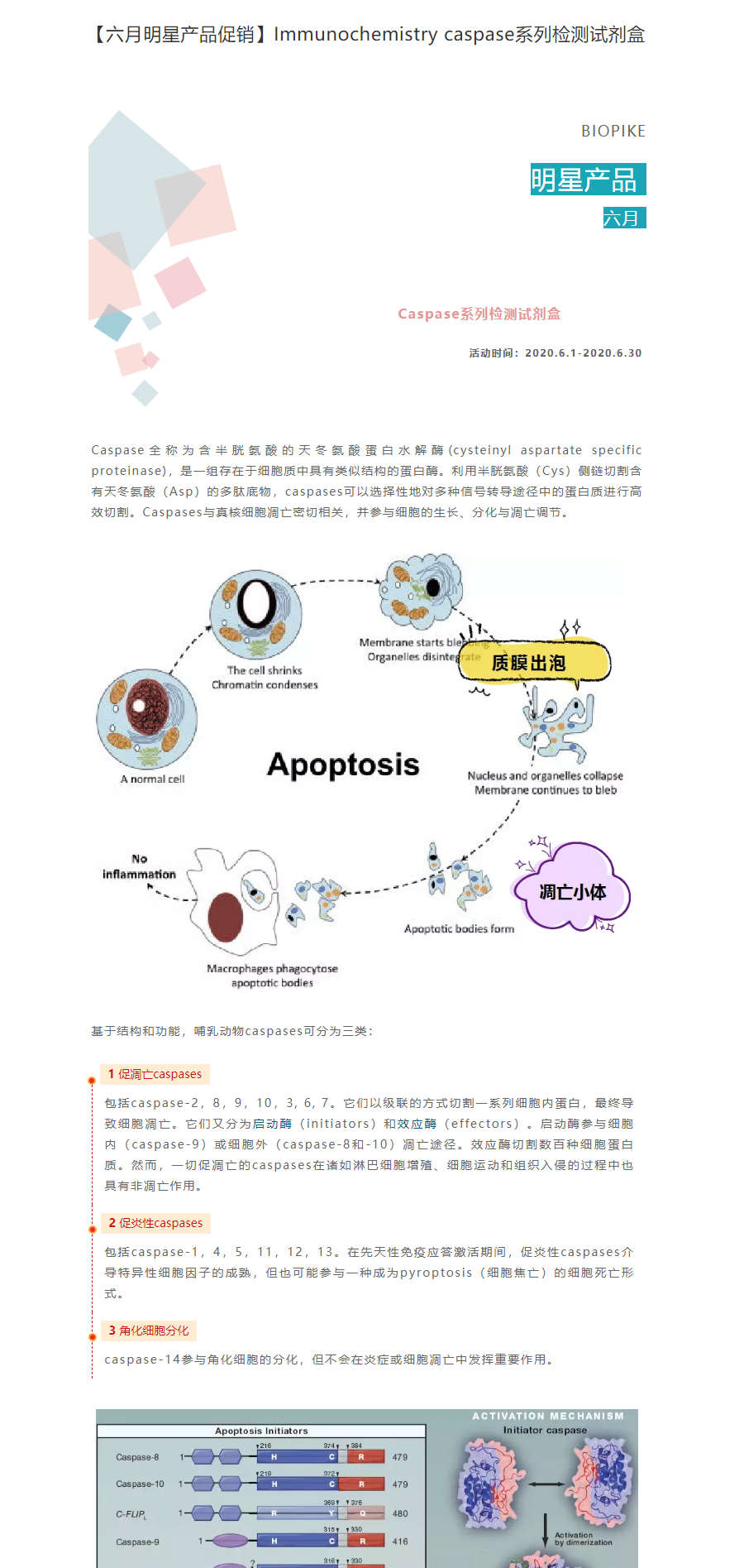 【六月明星产品促销】Immunochemistry caspase系列检测试剂盒
