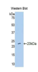 干扰素α10(IFNα10）多克隆抗体