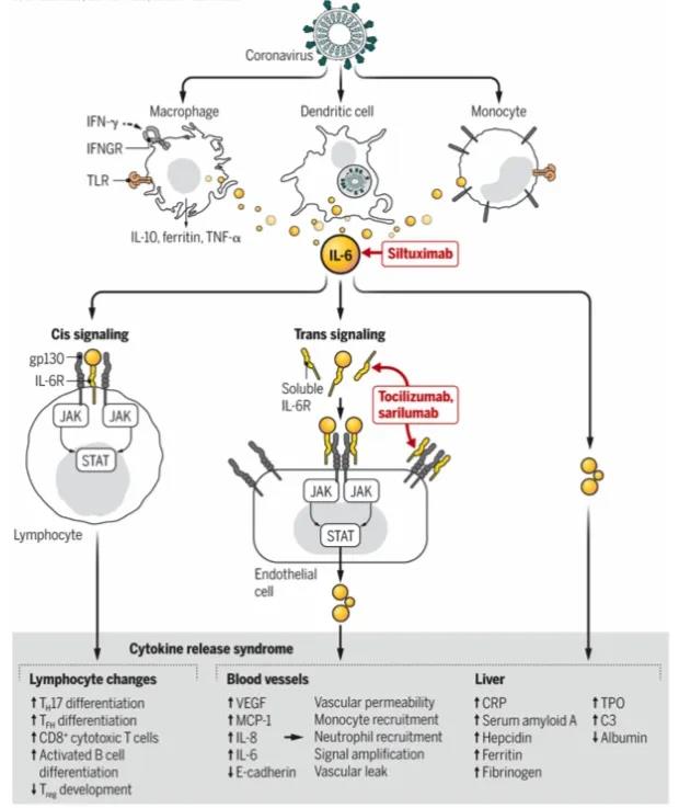 最新|Nature子刊，COVID-19研究综述及药物研究策略