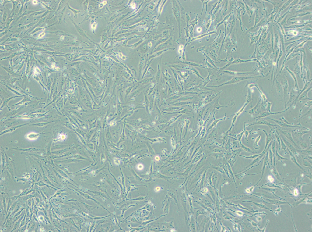 bEnd.3  小鼠脑微血管内皮细胞