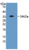 丝蛋白Aα(FLNα）多克隆抗体