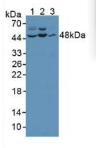 c-Jun氨基端激酶1(JNK1)多克隆抗体