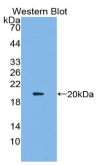 干扰素α13(IFNα13）多克隆抗体