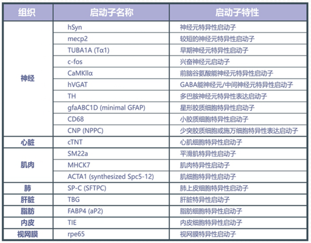 组织特异性AAV（心、肝、肺、肾、神经、眼、肌肉、脂肪等）