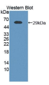 豚鼠内脂素(VF）多克隆抗体