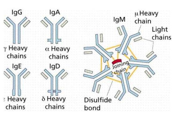 Anti-HAVCR1 Polyclonal Antibody图片