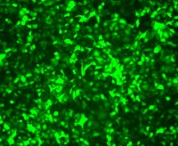稳定细胞株构建