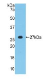 鞘磷脂蛋白0(MPZ）多克隆抗体