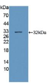 沉默调节蛋白3(SIRT3）多克隆抗体