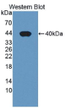 磷酸二酯酶1A(PDE1A）多克隆抗体