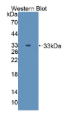 丝氨酸/苏氨酸激酶11(STK11）多克隆抗体