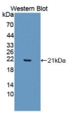 白介素1ε(IL1ε）多克隆抗体