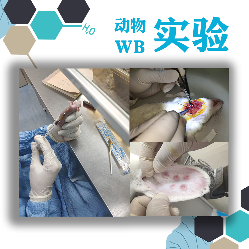 动物实验外包/生物实验外包/WB实验/免疫组织/病理切片/组织染色
