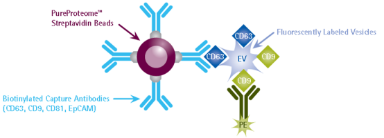 默克生命科学高分推荐便宜好用的生物功能性外泌体制备方案，赶紧收藏！