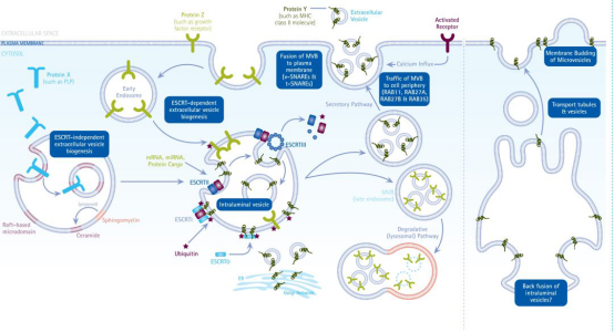 默克生命科学高分推荐便宜好用的生物功能性外泌体制备方案，赶紧收藏！