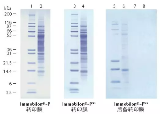 Western Blot，你要的都在这里