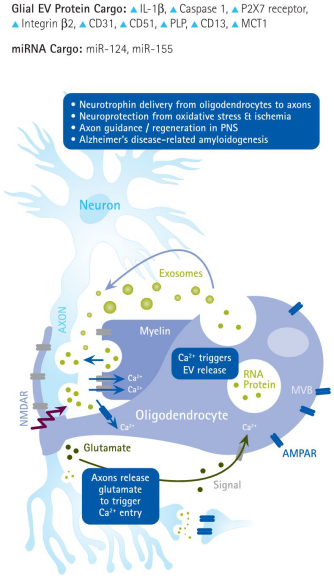 默克生命科学高分推荐便宜好用的生物功能性外泌体制备方案，赶紧收藏！