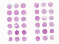 正常大脑组织芯片NN036Ct01
