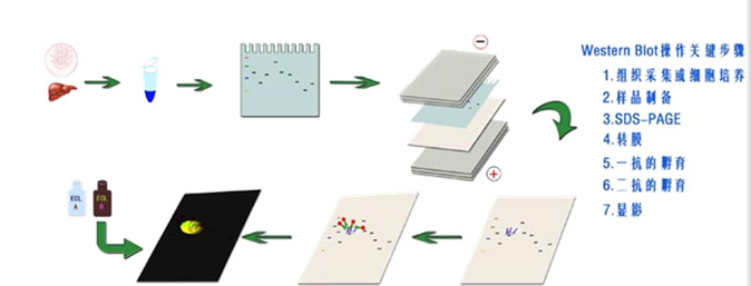 蛋白质免疫印迹(Western Blot,WB )实验