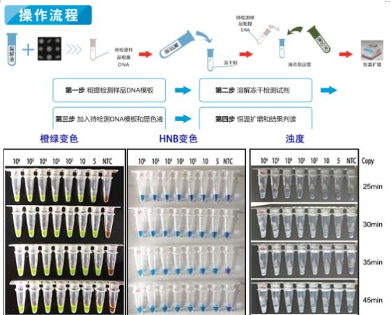 无浆体(无形体)通用LAMP试剂盒