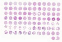 多部位脑正常组织芯片NN086Ct01