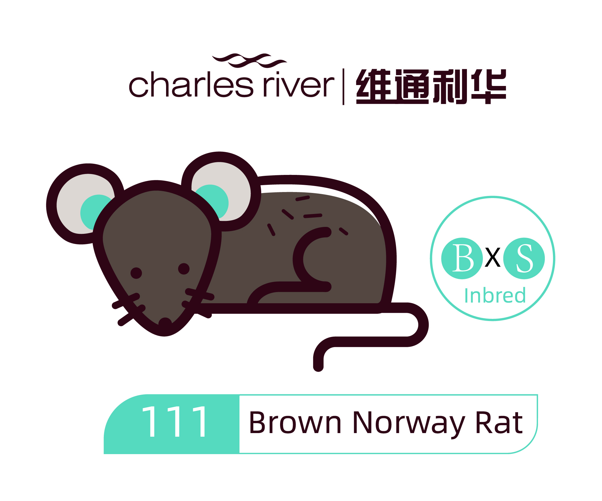 维通利华 BN(Brown Norway)大鼠 SPF级