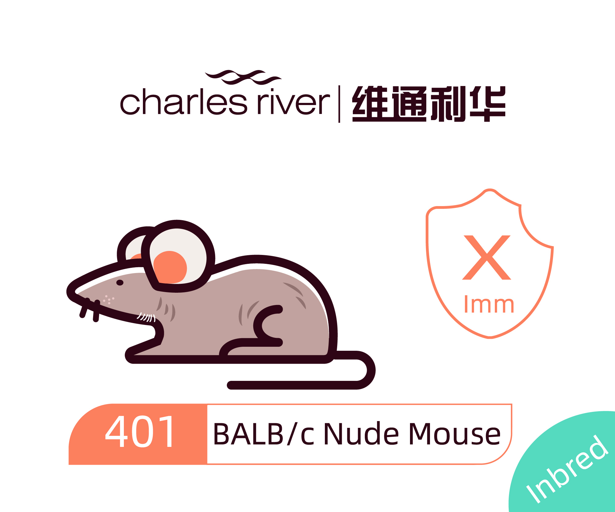 维通利华 BALB/c Nude 裸鼠 SPF级 裸小鼠 balbc 免疫缺陷