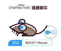 维通利华 B6D2 F1小鼠 SPF级 杂交系