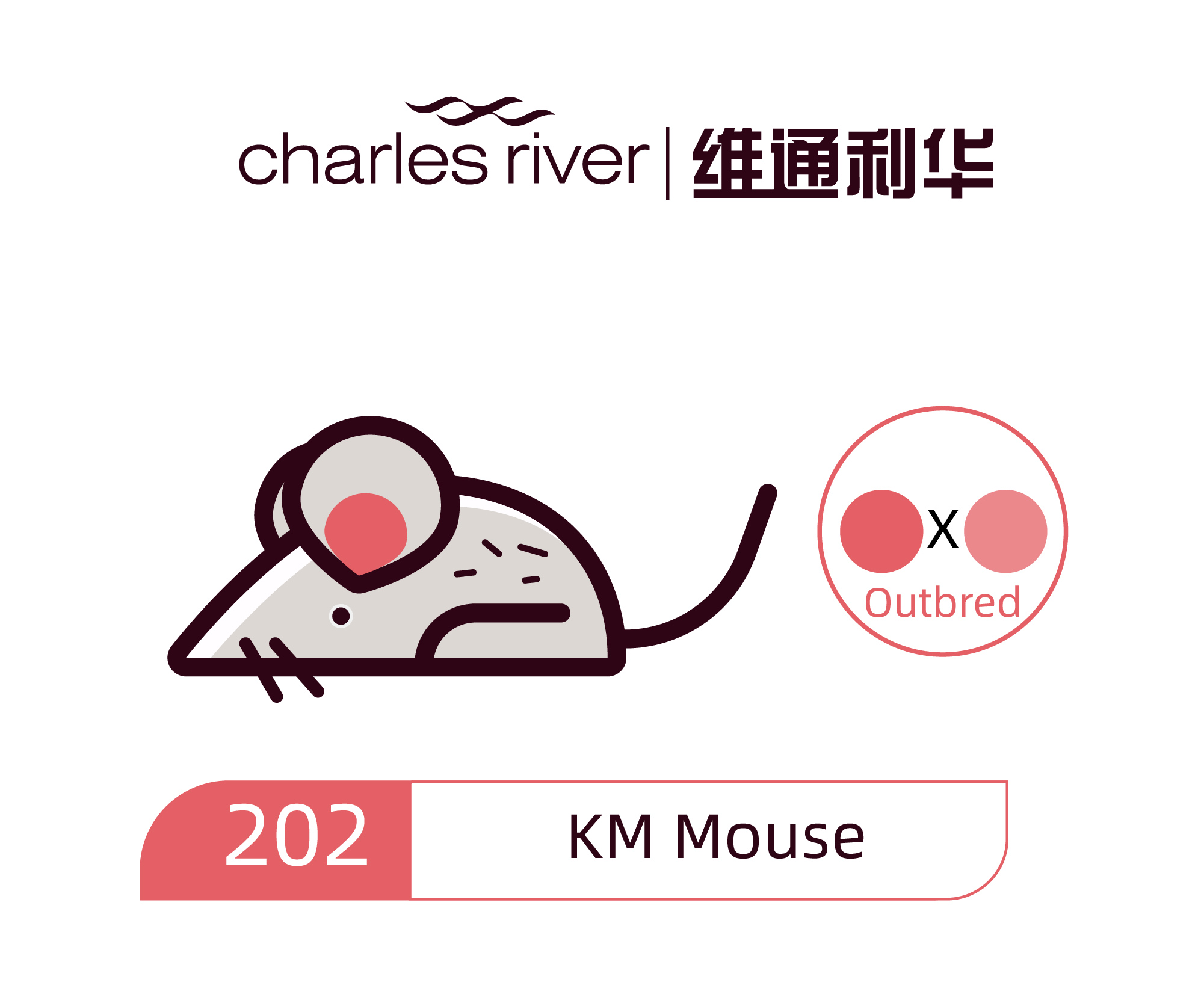 维通利华 KM(昆明)小鼠 SPF级