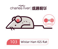 维通利华 Wistar Han大鼠 IGS SPF级