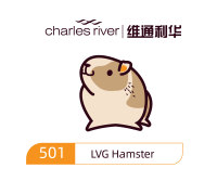 维通利华 LVG Golden Hamster 金黄地鼠 SPF级