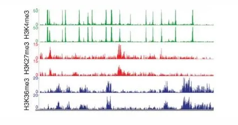 知无不“研”|一文读懂​染色质免疫共沉淀技术（ChIP）