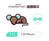 维通利华 C3H小鼠 SPF级