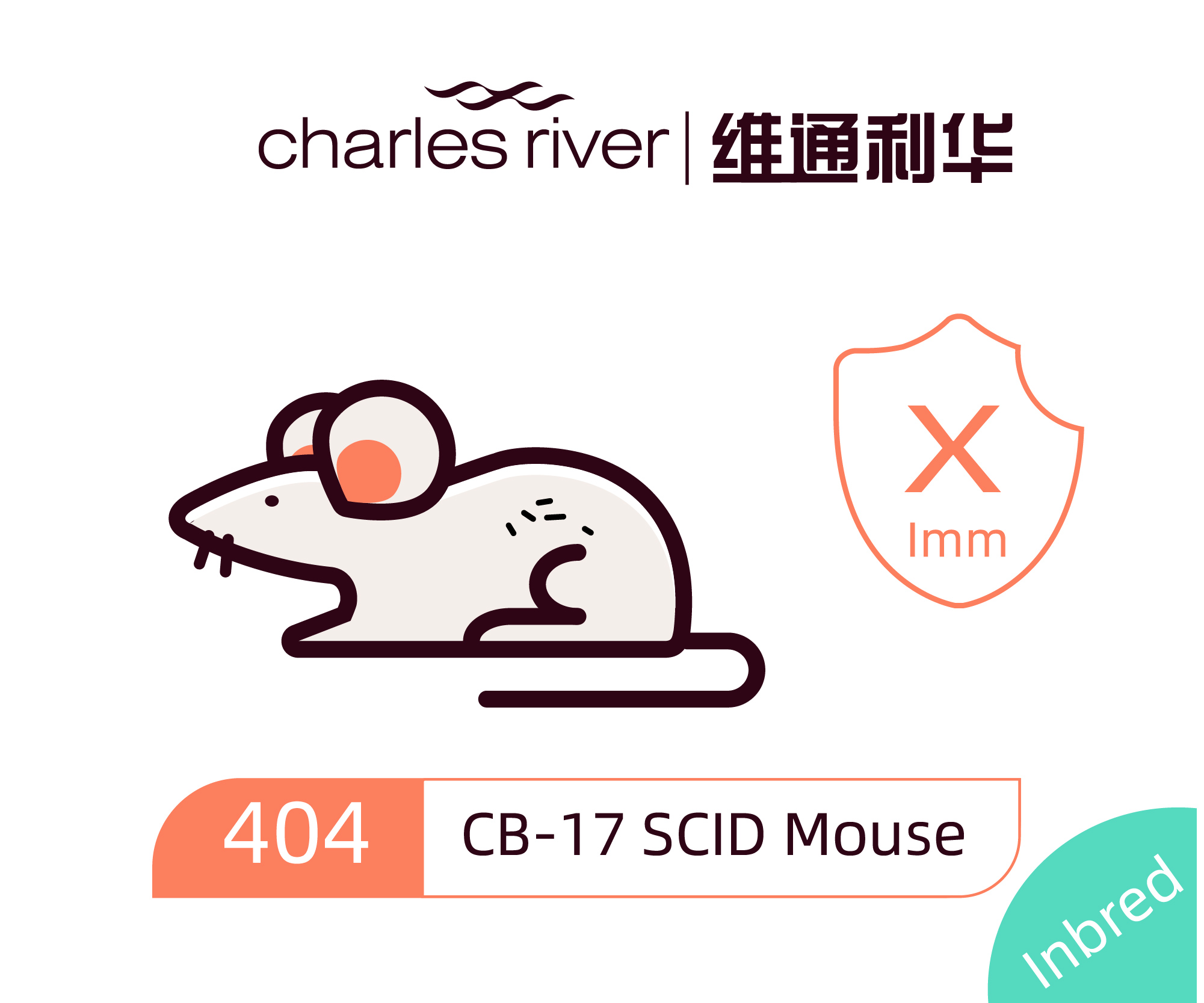 维通利华 CB-17 SCID小鼠 (Fox Chase SCID) SPF级 免疫缺陷