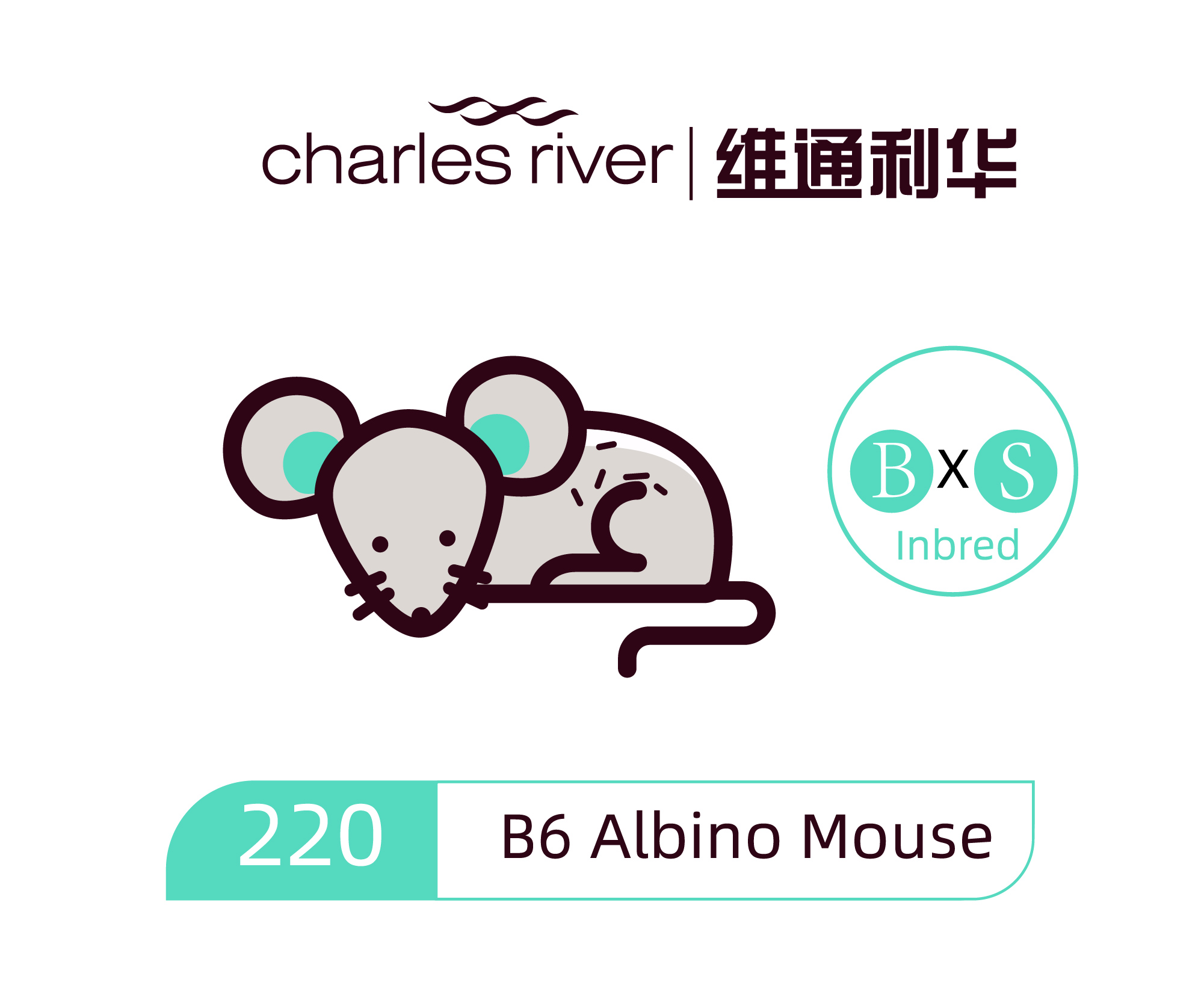 维通利华 B6 Albino 白化B6 小鼠 SPF级