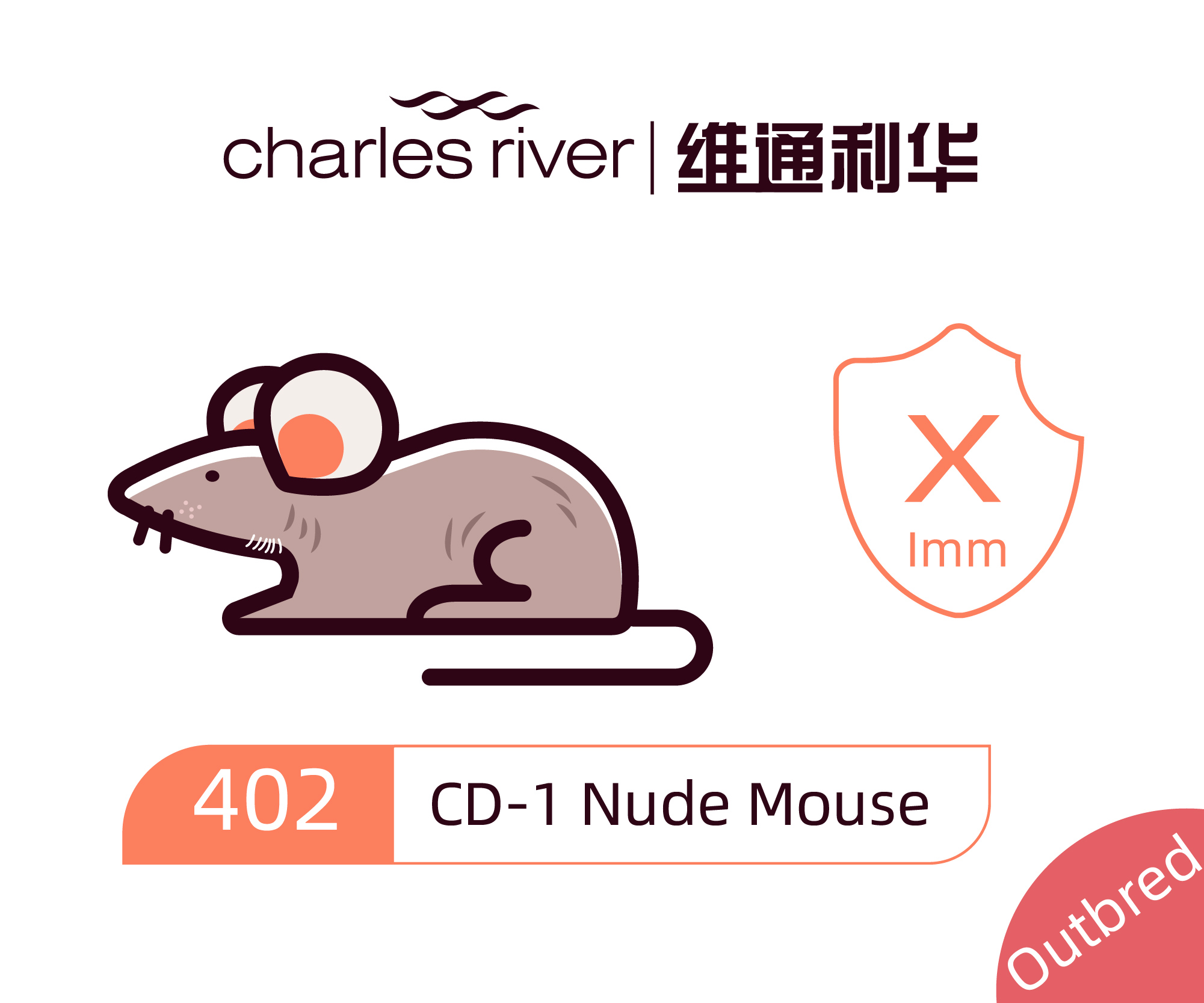 维通利华 CD-1 Nude 裸鼠 SPF级 裸小鼠 免疫缺陷