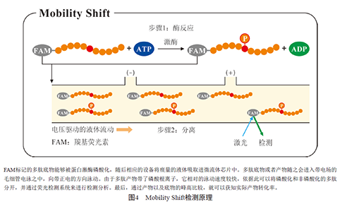 激酶抑制剂测试-激酶抑制剂检测方法详细介绍（三）