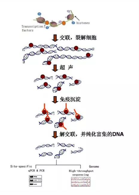 知无不“研”|一文读懂​染色质免疫共沉淀技术（ChIP）