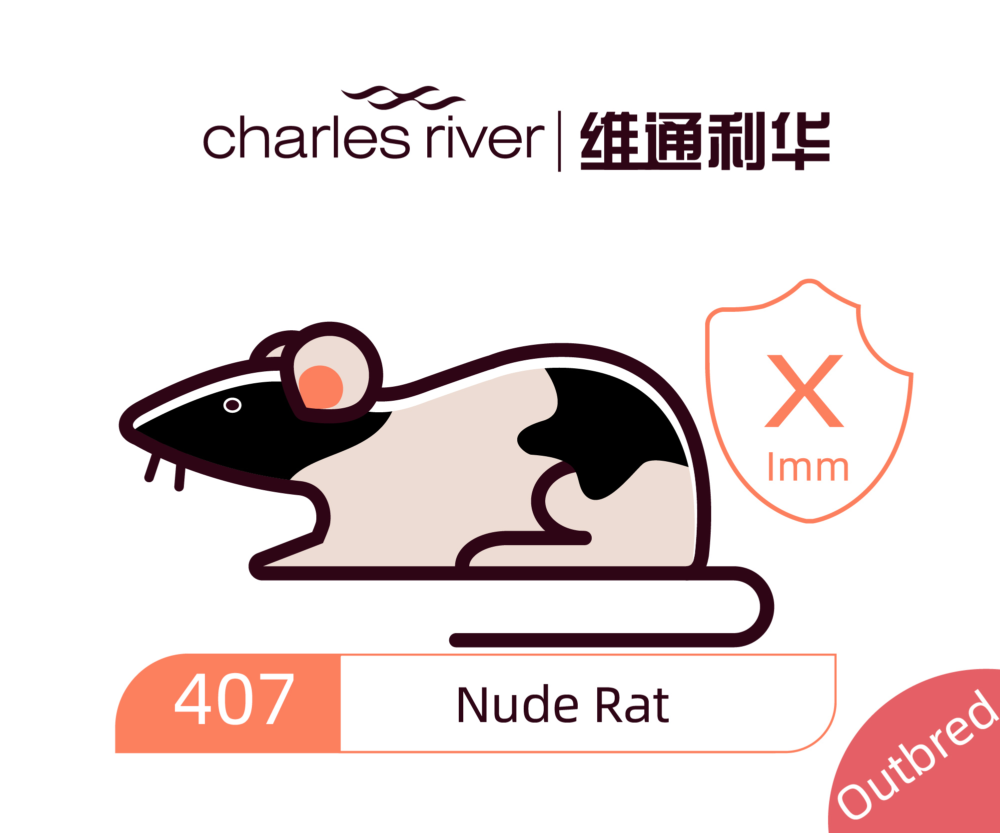 维通利华 Nude Rat 裸大鼠 SPF级 免疫缺陷